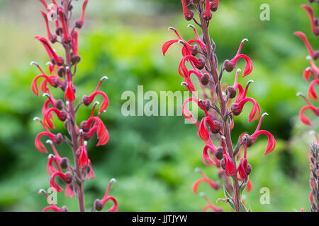 Lobelia tupa. Devil's tobacco flower Stock Photo
