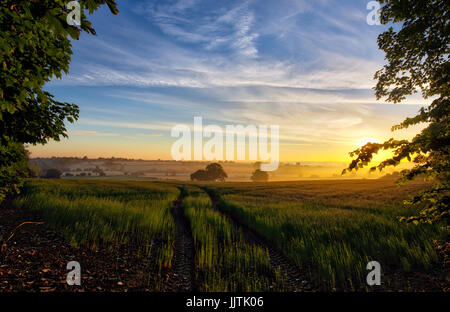 Sunrise over a field of linseed in the oxfordshire countryside. July. Adderbury, Oxfordshire, UK.  HDR Stock Photo