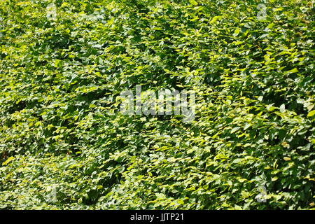 Green  Sheets, green leaves of a hedge Stock Photo