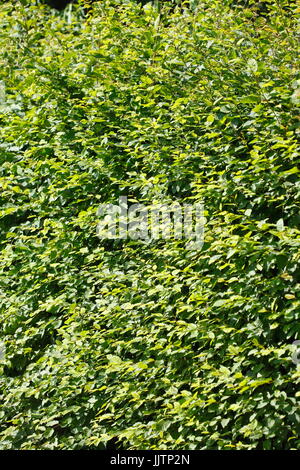 Green  Sheets, green leaves of a hedge Stock Photo