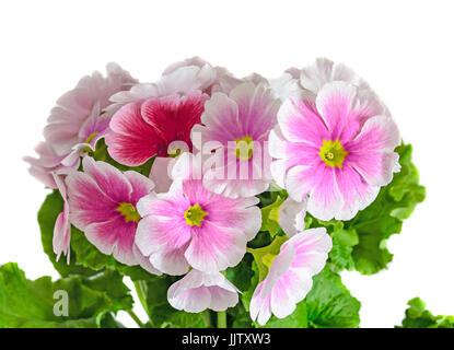 Primula obconica touch me, pink with white flowers, green leaves, close up, white background. Stock Photo