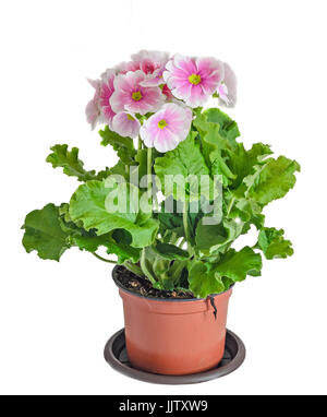 Primula obconica touch me, pink with white flowers in a flowerpot, green leaves, close up, white background. Stock Photo