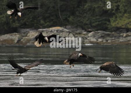 Five bald eagles fishing together near Campbell River, British Columbia Stock Photo