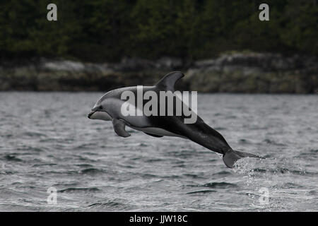 Pacific White Sided Dolphin jumping Stock Photo