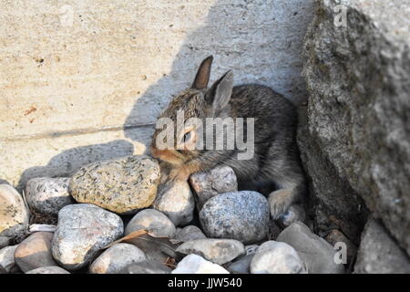 New born rabbit avoiding predators. Stock Photo