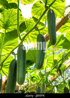 CUCUMBERS SUNNY GREENHOUSE Organic 'Socrates'(Cucumis sativus 'Socrates') cucumbers growing and thriving in a sunlit traditional wooden  greenhouse Stock Photo