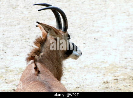African Roan antelope calf (Hippotragus equinus). Stock Photo