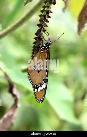 butterflies in a better place Stock Photo