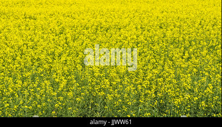 Canola Stock Photo