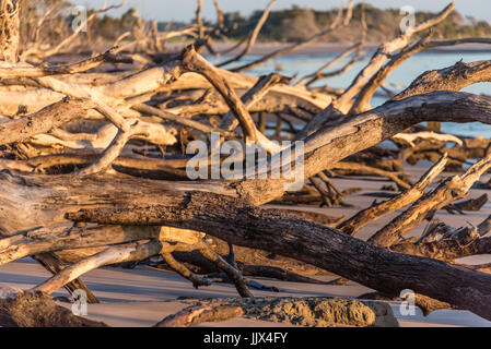 Sunlit driftwood at Boneyard Beach on Big Talbot Island near Amelia Island and Jacksonville, Florida. (USA) Stock Photo