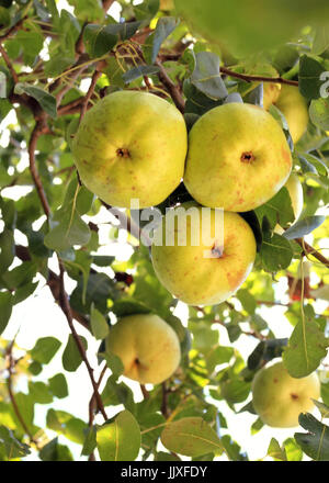 Ripe pears hang from a tree branch ready for harvest in Oklahoma. Stock Photo