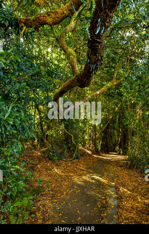 Rainforest walk in Springbrook National Park, Gold Coast Hinterland, Queensland, Australia Stock Photo