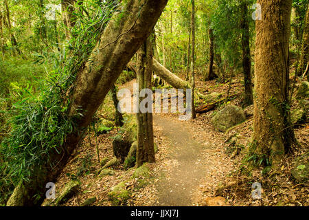 Rainforest walk in Springbrook National Park, Gold Coast Hinterland, Queensland, Australia Stock Photo