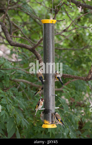European Goldfinch or Goldfinch (Carduelis carduelis), adult birds on niger seed bird feeder, London, United Kingdom Stock Photo