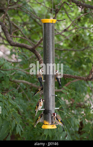 European Goldfinch or Goldfinch (Carduelis carduelis), adult and juvenile birds on niger seed bird feeder, London, United Kingdom Stock Photo