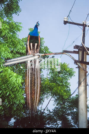 The National Bird Of India, The Peacock (Pavo Cristatus), Perched On A ...