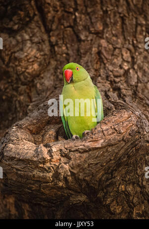 Ring-necked or Rose-ringed Parakeet, (Psittacula krameri), perched outside nest hole, Regents Park, London, United Kingdom Stock Photo