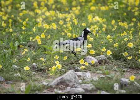 Blacksmith Lapwing scurrying in yellow flowers at Etosha National Park in Namibia, Africa. Stock Photo