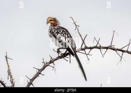 Southern yellow-billed hornbill perched on a branch at Etosha National Park in Namibia, Africa. Stock Photo