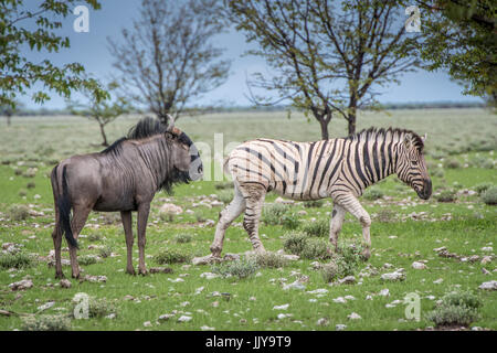 Blue wildebeest and zebra graze and roam together at Etosha National Park in Namibia, Africa. Stock Photo