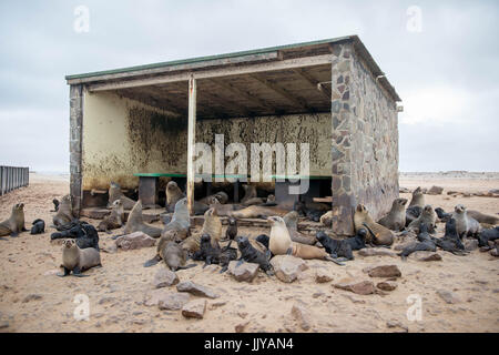 Cape fur seals are gathered and resting inside of an abandoned structure on the beaches of Cape Cross, located in Namibia, Africa. The Cape Cross Seal