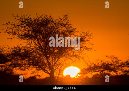 The sun setting behind the acacia trees in the Namib desert, located in Namibia, Africa. Stock Photo