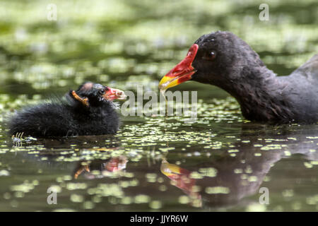 Melton Mowbray 21st July 2017: Baby Moorhens young Mallard ducks wetland wildlife town center pond on a dull grey day with sunney spells and rain. Clifford Norton/Alamy Live Credit: Clifford Norton/Alamy Live News Stock Photo