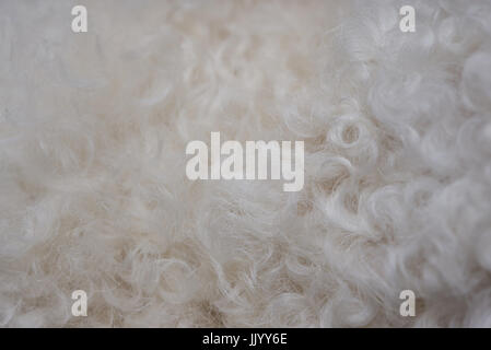 Curly white wool texture. White animal fluffy fur Stock Photo