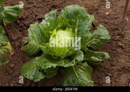 Close Up Green Cabbage, Eaten Insects, Caterpillars On Ogorod Or Green Cabbage, Damaged Insects, Caterpillars. Fight Against Insects. Stock Photo