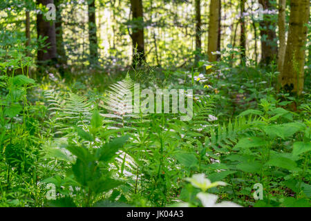 idyllic forest scenery with various plants at spring time in Southern Germany Stock Photo