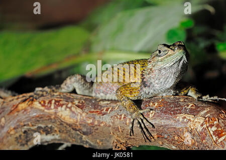 Green Spiny Lizard, female / (Sceloporus malachiticus) / Emerald Swift | Malachit-Stachelleguan, weiblich / (Sceloporus malachiticus) Stock Photo