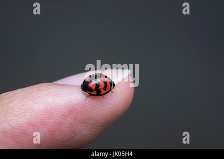 Small ladybug walking on a human finger Stock Photo