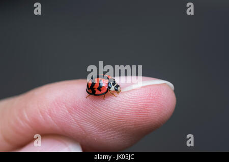 Small ladybug walking on a human finger Stock Photo
