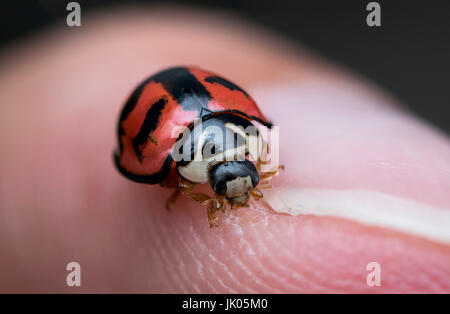 Small ladybug walking on a human finger Stock Photo