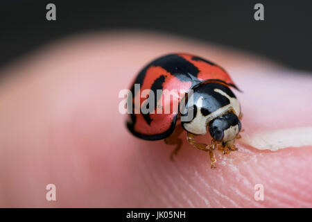 Small ladybug walking on a human finger Stock Photo