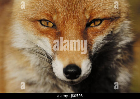 Red Fox / (Vulpes vulpes) | Rotfuchs / (Vulpes vulpes)
