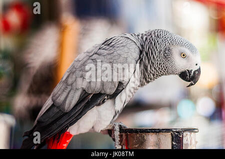 Grey parrot resting on a pole Stock Photo