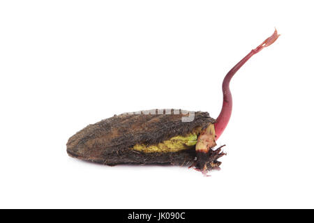 Mango seedling with seed and fresh leaves isolated on white Stock Photo