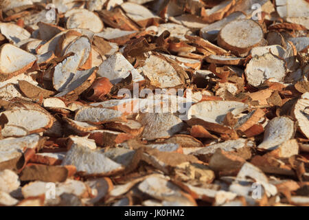 Manioc root is drying under sunlight in Mekong delta, Vietnam. Cassava is planted almost everywhere in Vietnam and its root is amongst the cheapest so Stock Photo