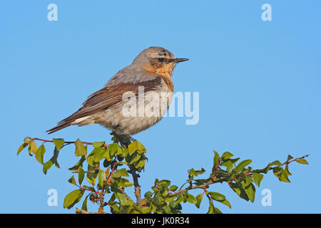 Steinschmaetzer Oenanthe oenanthe , Steinschmaetzer  Oenanthe oenanthe Stock Photo