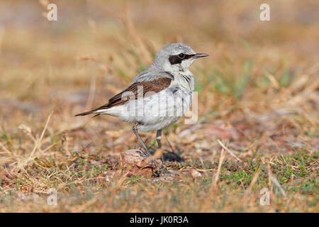 Steinschmaetzer Oenanthe oenanthe , Steinschmaetzer  Oenanthe oenanthe Stock Photo