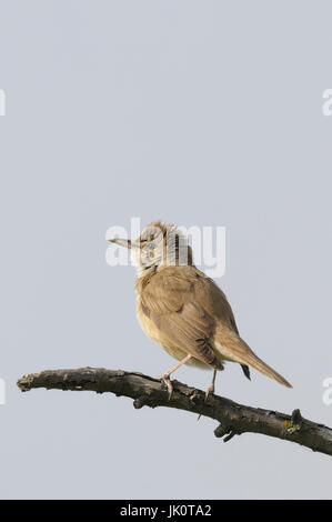 Throttle pipe singer Acrocephalu arundinaceus, Drosselrohrsaenger ...