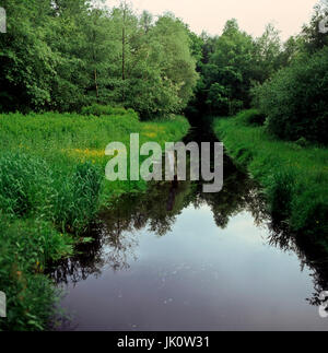 bank growth in moorgraben in the spring. plants and trees in jump alongside a ditch in the moorland., uferbewuchs am moorgraben im fruehling. plants a Stock Photo