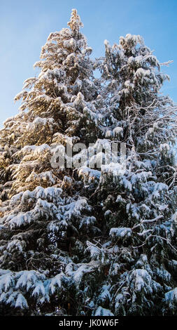 snow-covered false cypresses in the winter sun, verschneite scheinzypressen in der wintersonne Stock Photo