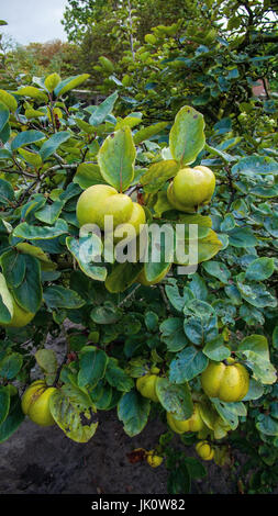 apple-shaped fruits quits in the branch, apfelfoermige fruechte einer quitte am zweig