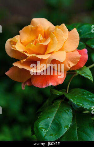 two-tone rose in orange and carroty, zweifarbige rose in orange und orangerot Stock Photo