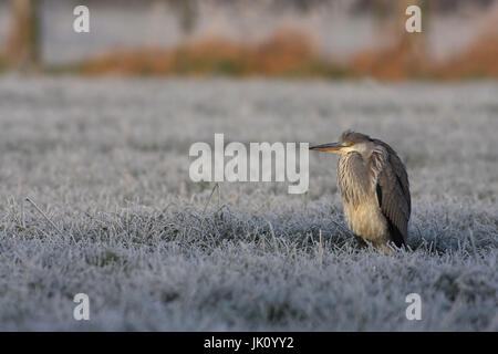 Grey heron with the feed search on a meadow in winter, Graureiher bei der Futtersuche auf einer Wiese im Winter Stock Photo
