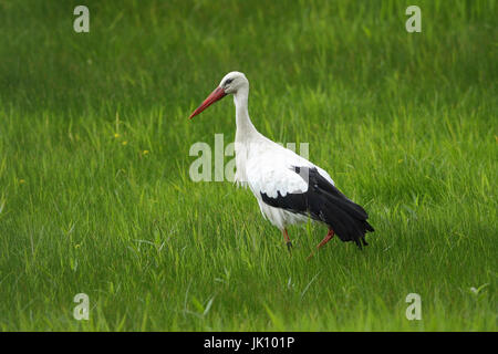White stork in meadow with the feed search, Weißstorch in Wiese bei der Futtersuche Stock Photo
