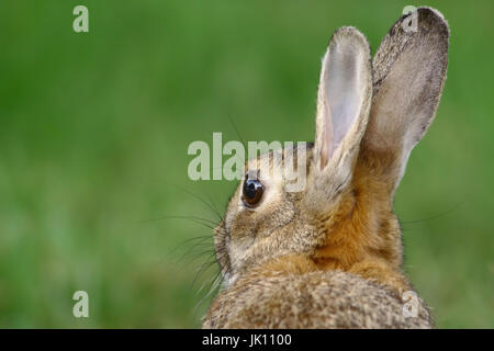 Hare in the field on the Lower Rhine, Hase im Feld am Niederrhein Stock Photo