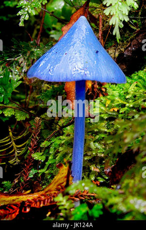 New Zealand, blue mushroom, Neuseeland - Blauer Pilz Stock Photo